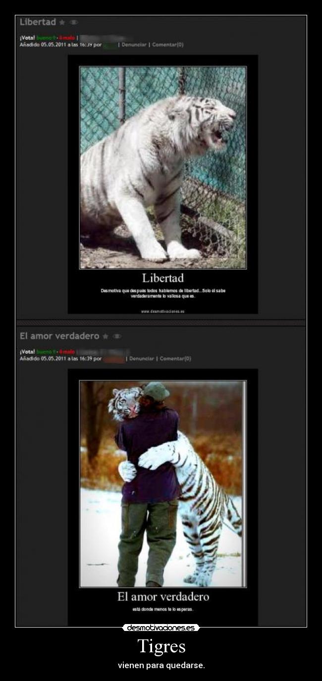 Tigres - vienen para quedarse.