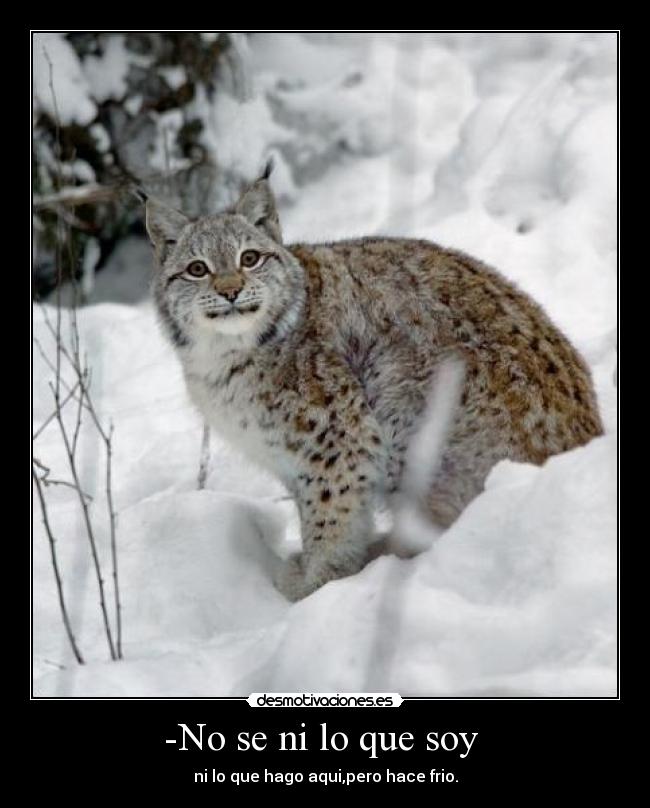 -No se ni lo que soy -