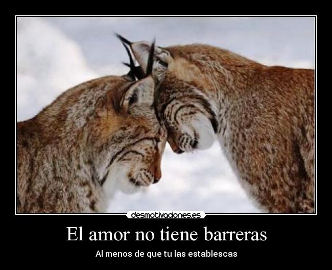 carteles amor amor amar amarte tiene barreras menos establescas felicidad junto gatos enamorados desmotivaciones