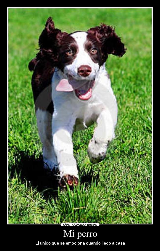 Mi perro - El único que se emociona cuando llego a casa