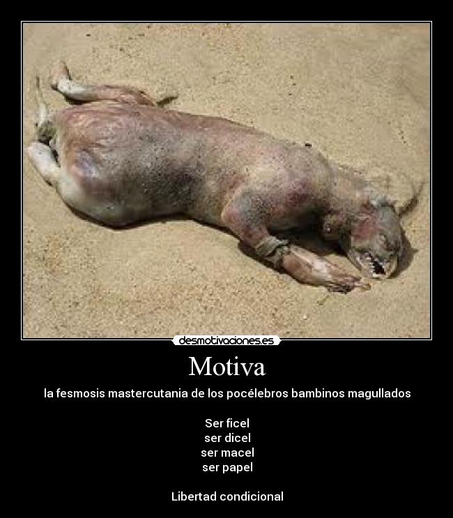 Motiva - 