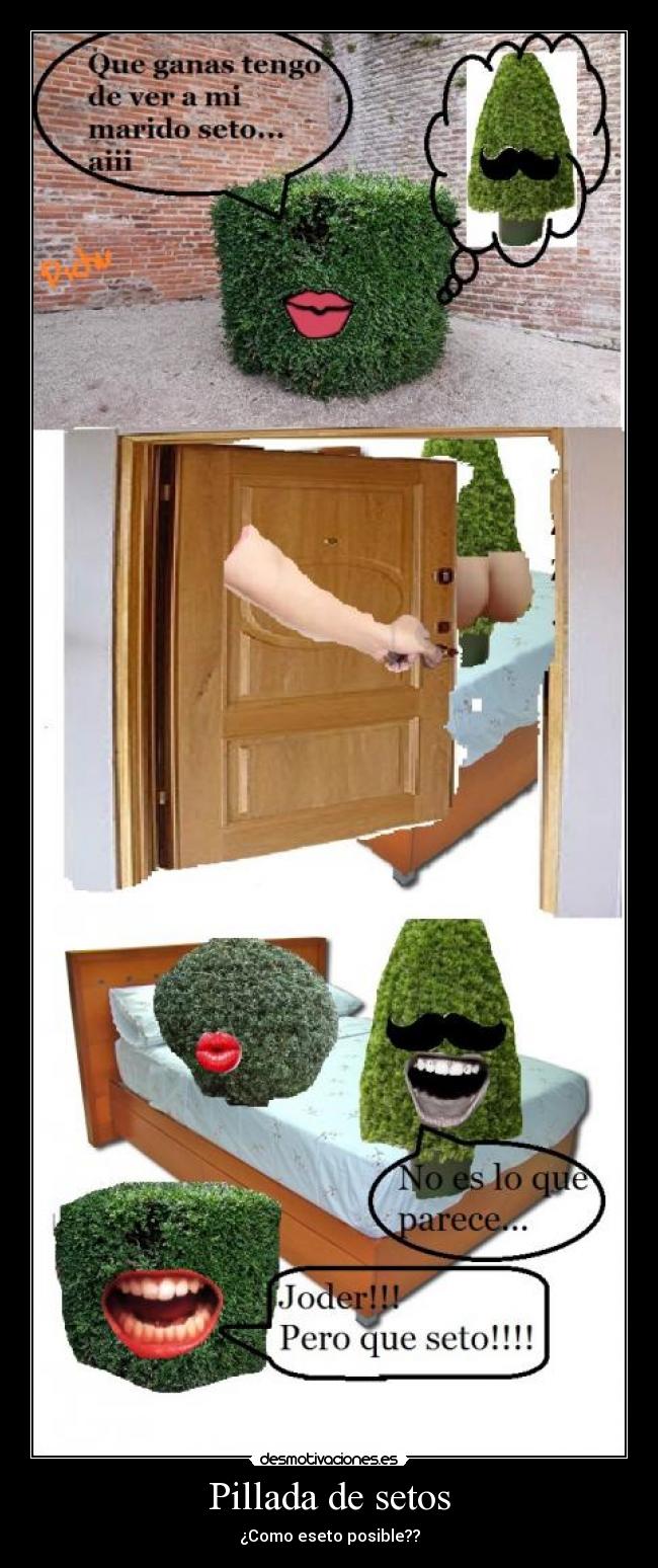 Pillada de setos -