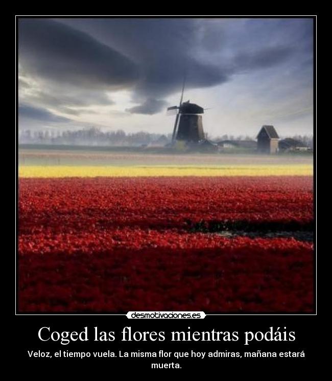 Coged las flores mientras podáis - Veloz, el tiempo vuela. La misma flor que hoy admiras, mañana estará muerta.