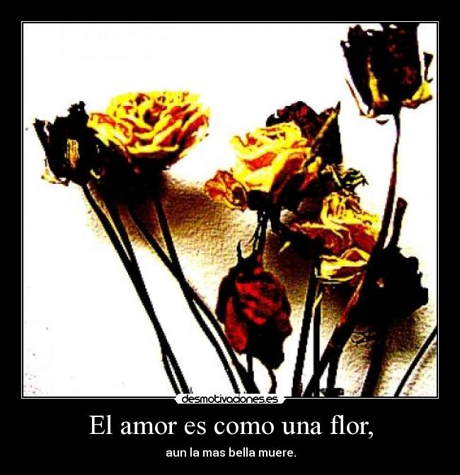 El amor es como una flor, - 
