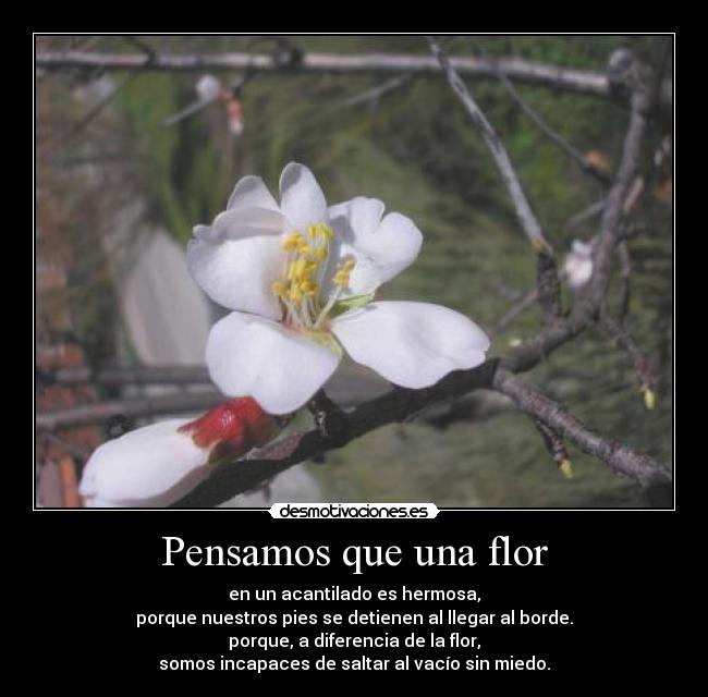 Pensamos que una flor - en un acantilado es hermosa,
porque nuestros pies se detienen al llegar al borde.
porque, a diferencia de la flor,
somos incapaces de saltar al vacío sin miedo.