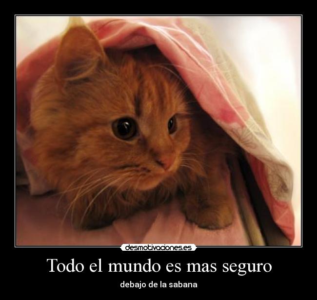 carteles mundo gato desmotivaciones