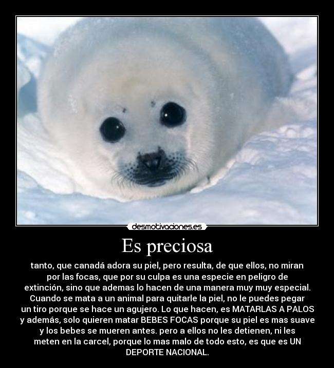 Es preciosa - tanto, que canadá adora su piel, pero resulta, de que ellos, no miran
por las focas, que por su culpa es una especie en peligro de
extinción, sino que ademas lo hacen de una manera muy muy especial.
Cuando se mata a un animal para quitarle la piel, no le puedes pegar
un tiro porque se hace un agujero. Lo que hacen, es MATARLAS A PALOS
y además, solo quieren matar BEBES FOCAS porque su piel es mas suave
y los bebes se mueren antes. pero a ellos no les detienen, ni les
meten en la carcel, porque lo mas malo de todo esto, es que es UN
DEPORTE NACIONAL.
