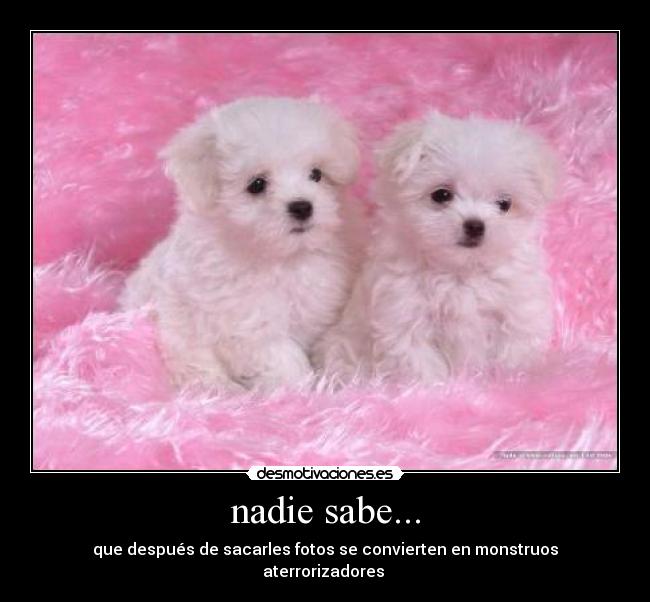 nadie sabe... - 