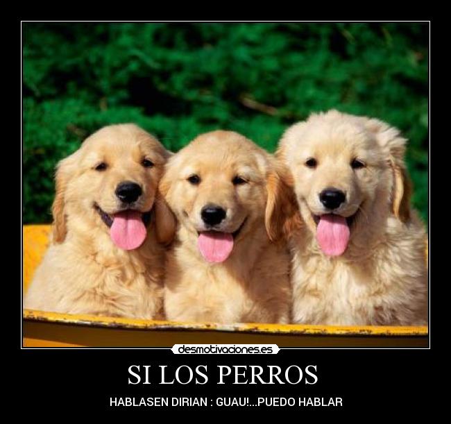 SI LOS PERROS -