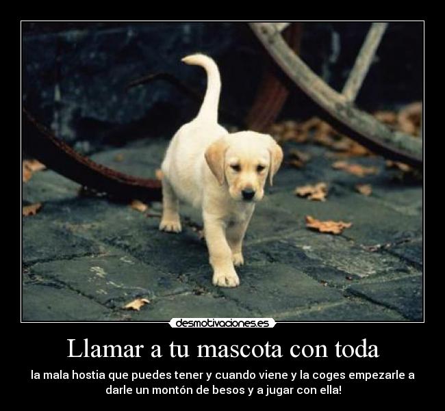 Llamar a tu mascota con toda -