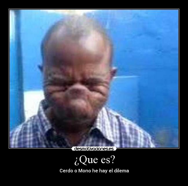¿Que es? - Cerdo o Mono he hay el dilema