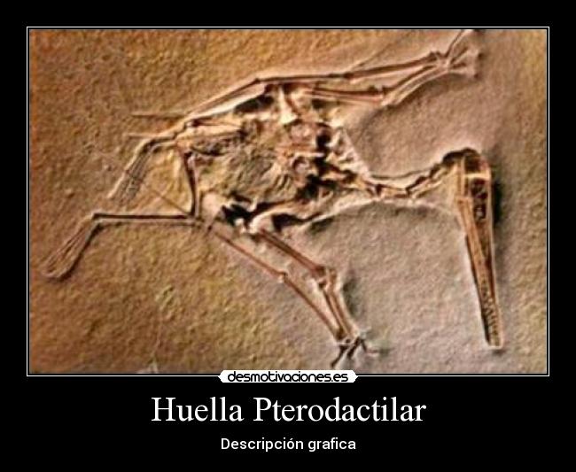 Huella Pterodactilar -