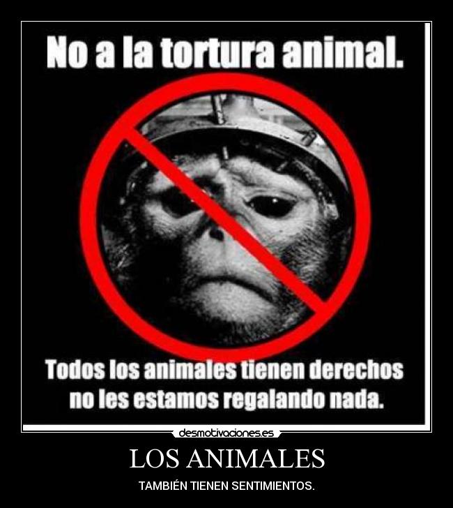 LOS ANIMALES - 