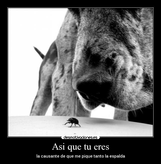 Asi que tu eres - la causante de que me pique tanto la espalda