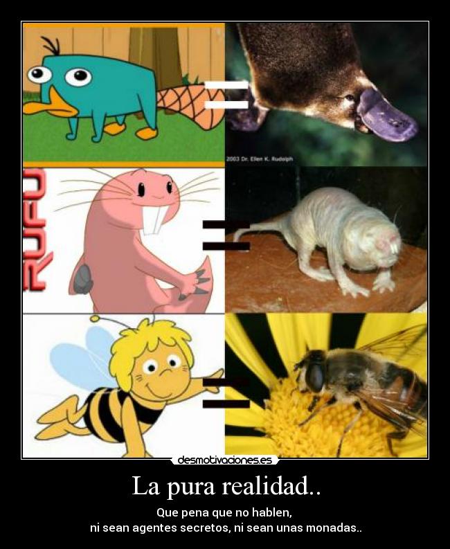 La pura realidad.. - 