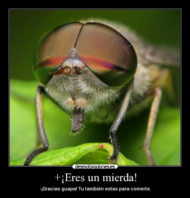 +¡Eres un mierda! - -¡Gracias guapa! Tu también estas para comerte.