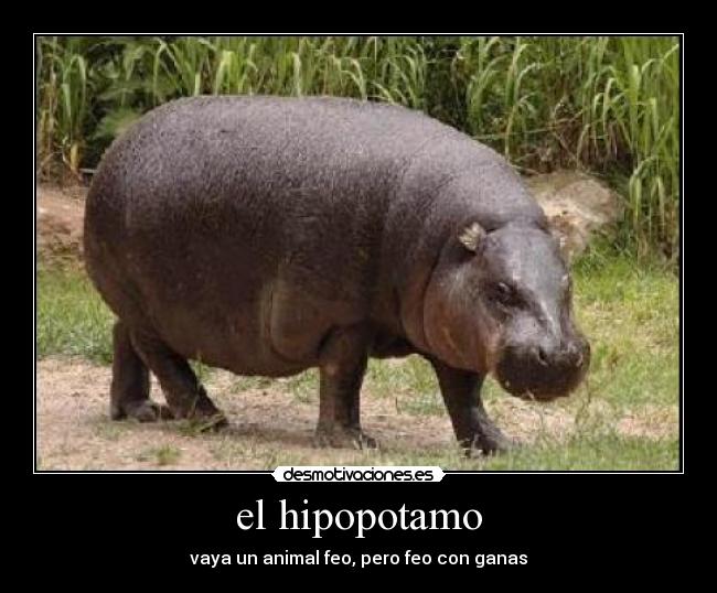 el hipopotamo -