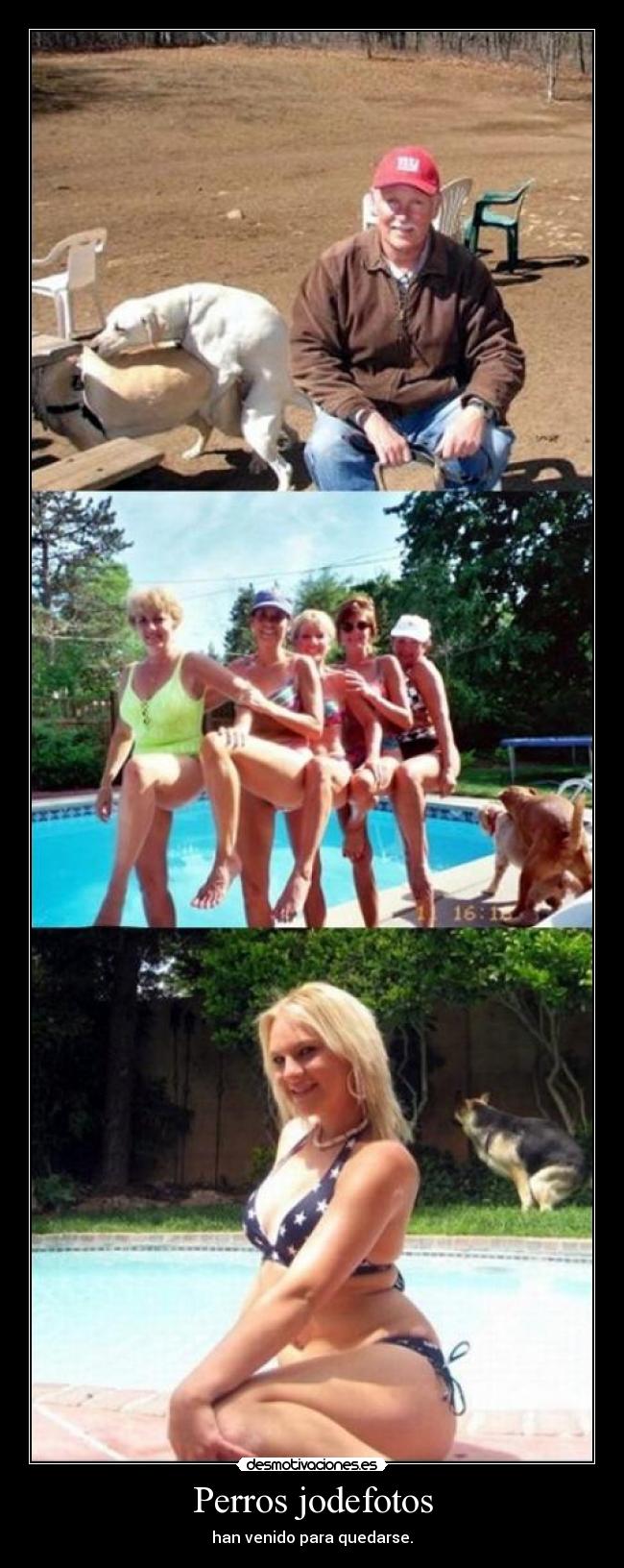 Perros jodefotos - han venido para quedarse.