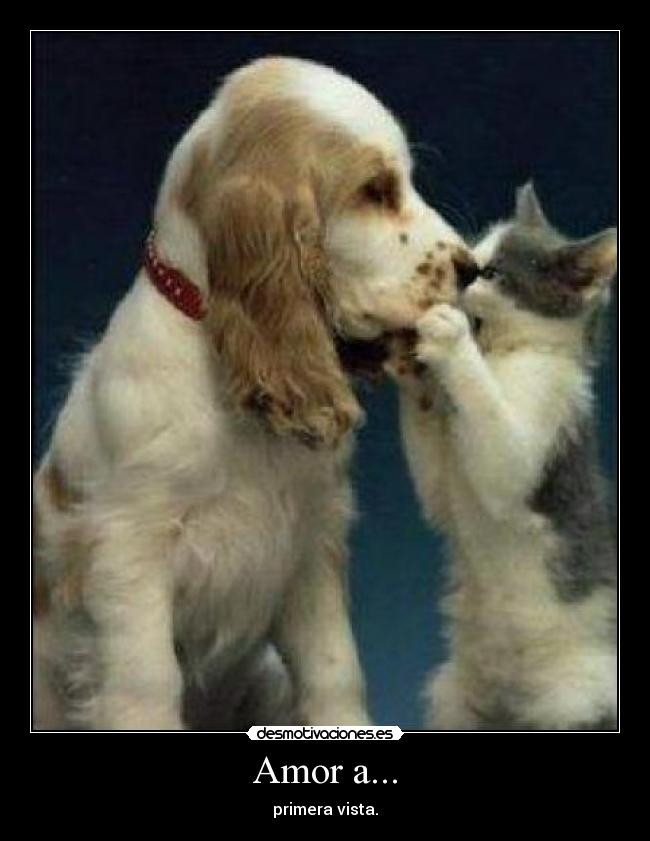 Amor a... - primera vista.