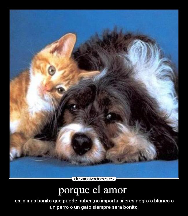 porque el amor  - 