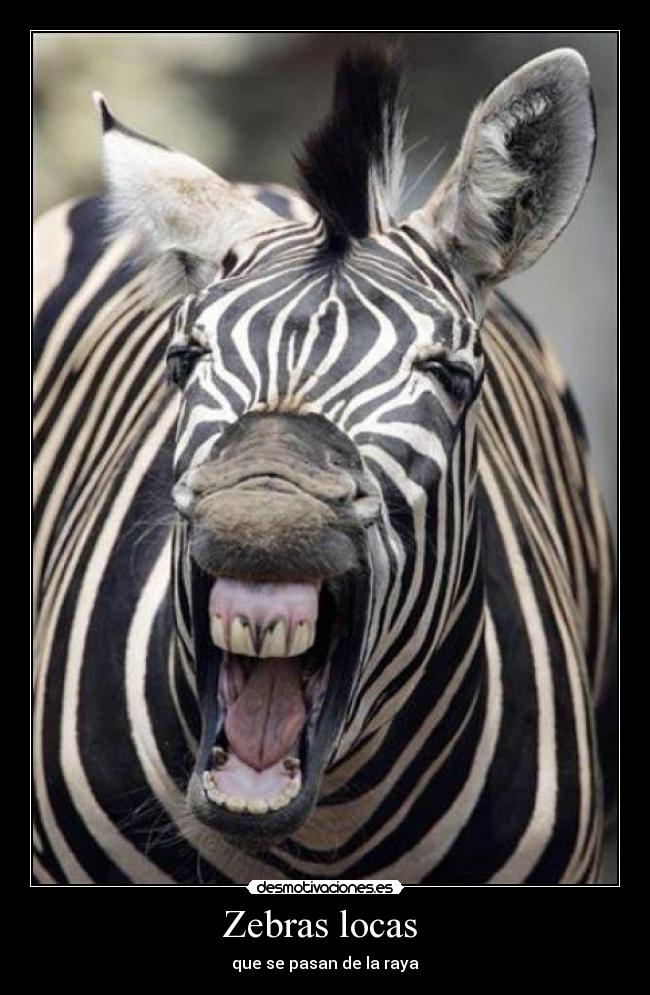 Zebras locas -