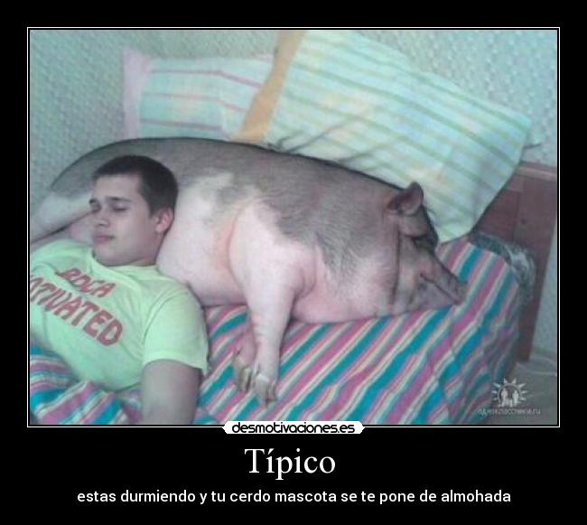 Típico  - estas durmiendo y tu cerdo mascota se te pone de almohada