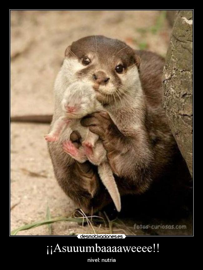 carteles asumbawe desmotivaciones