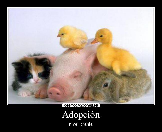 Adopción - 