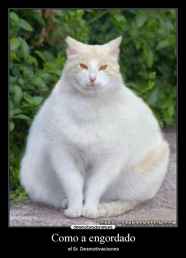 Como a engordado -