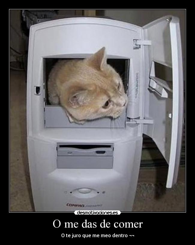 carteles gato desmotivaciones