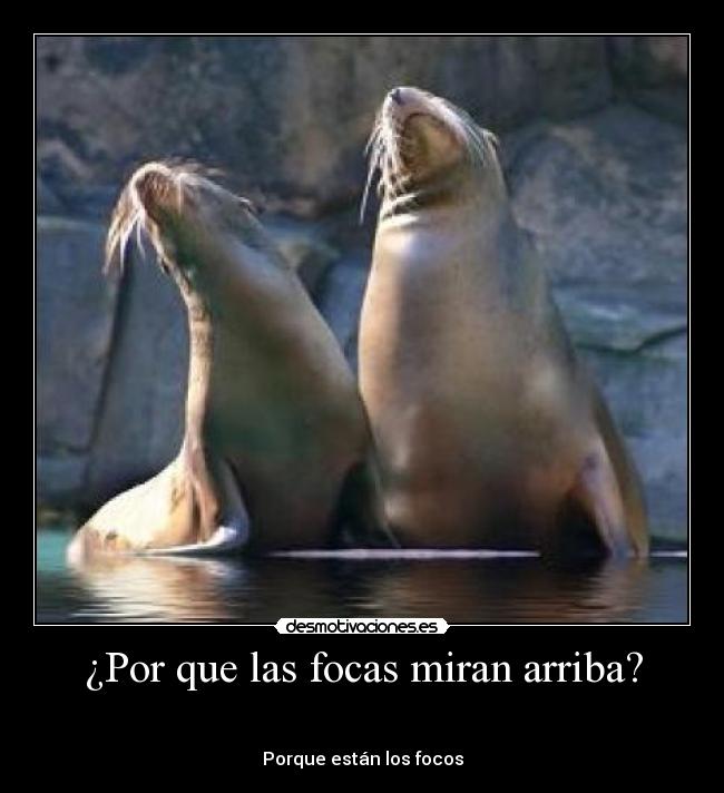 ¿Por que las focas miran arriba? -