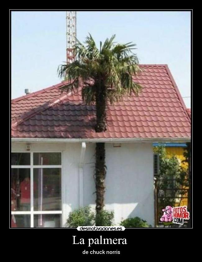 La palmera -