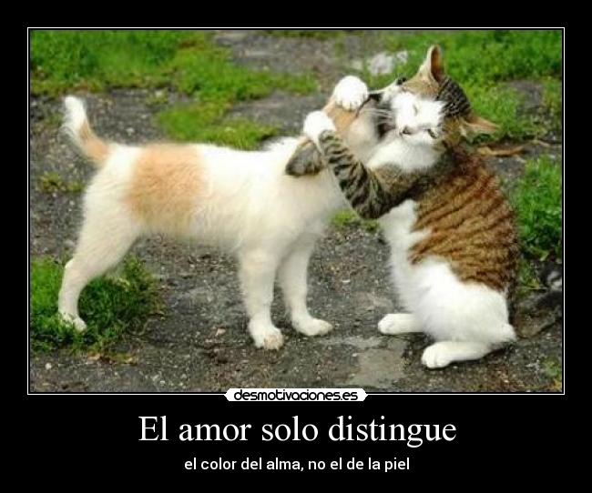 carteles amor amor piel alma gethstyle desmotivaciones