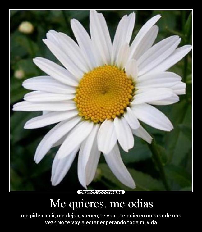 Me quieres. me odias - 