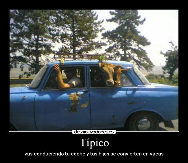 Típico - vas conduciendo tu coche y tus hijos se convierten en vacas