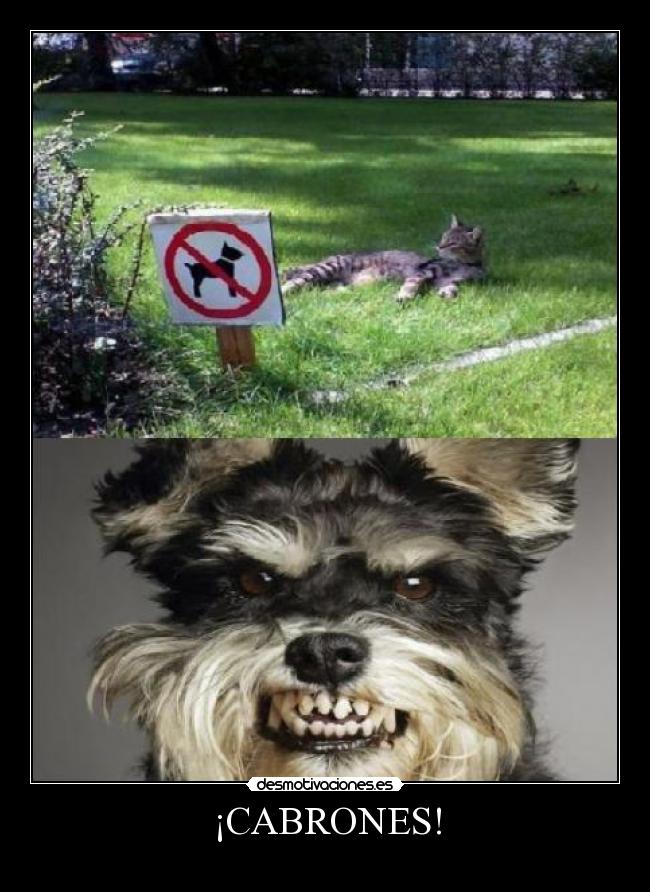 ¡CABRONES! - 