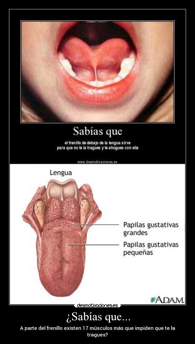 carteles sabias que musculos lengua impedir ahogarse desmotivaciones