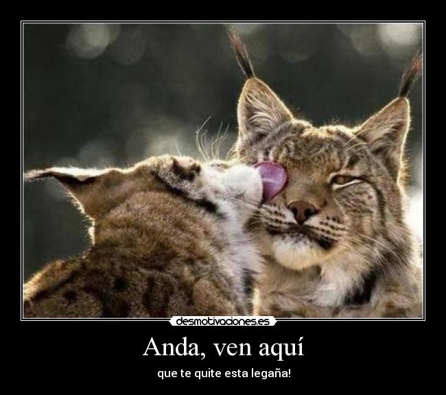 Anda, ven aquí - que te quite esta legaña!