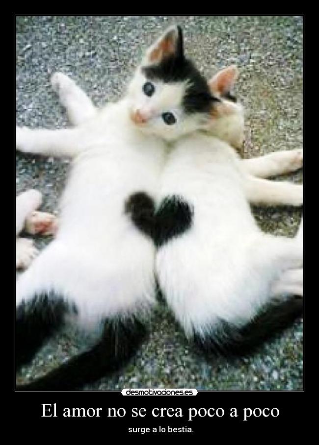 El amor no se crea poco a poco -  surge a lo bestia.