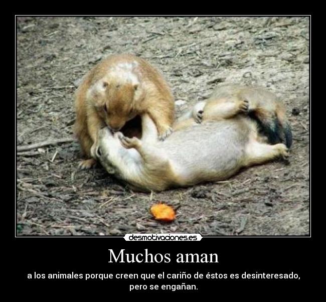 Muchos aman -