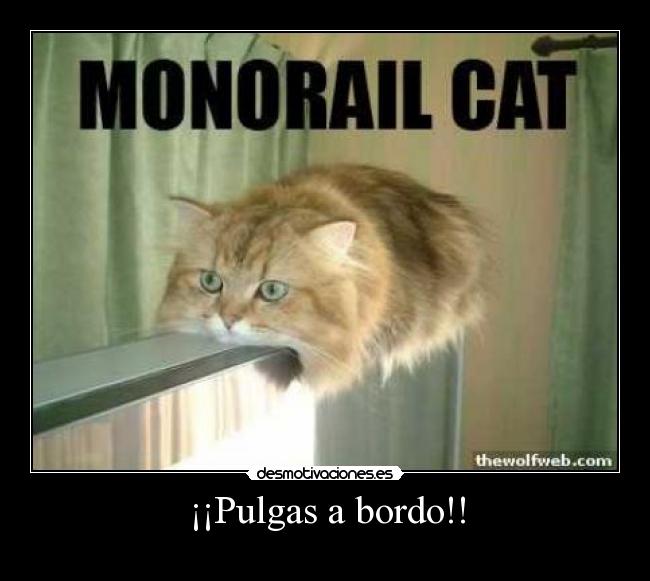 carteles pulgas gato monorail bordo desmotivaciones