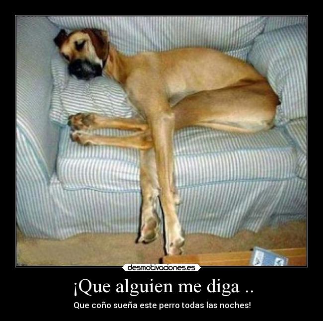 ¡Que alguien me diga .. - Que coño sueña este perro todas las noches!
