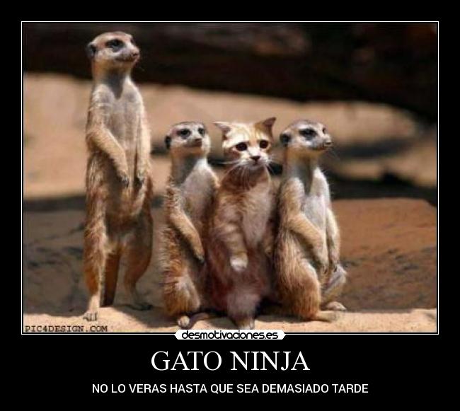 GATO NINJA -