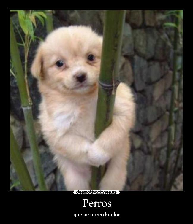 Perros - 