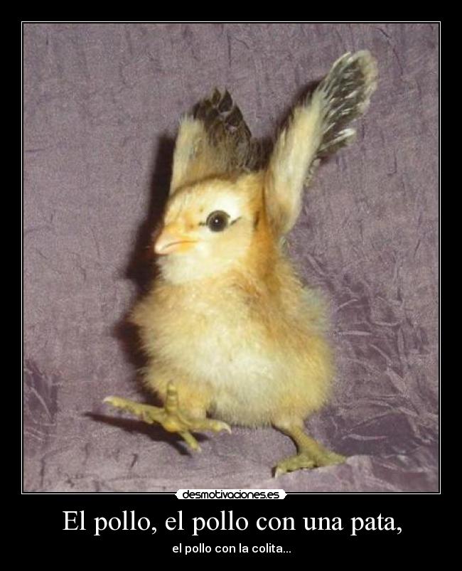 El pollo, el pollo con una pata, -