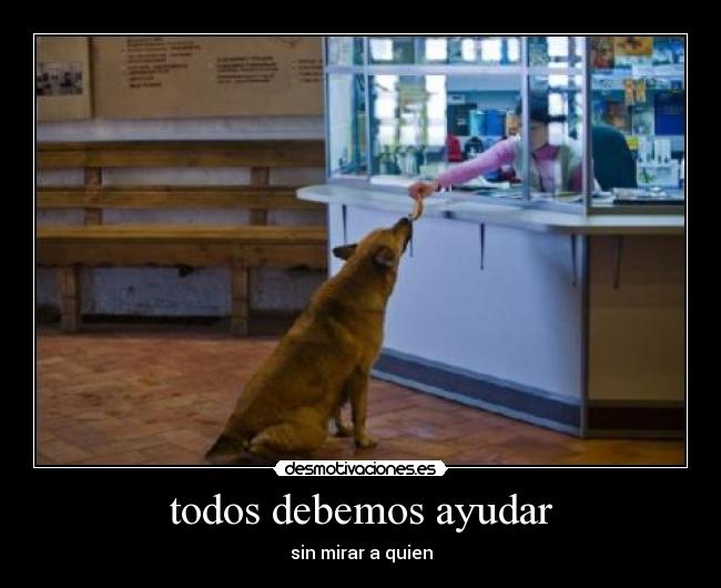 carteles desmotivaciones perro comida alimentar ayuda desmotivaciones