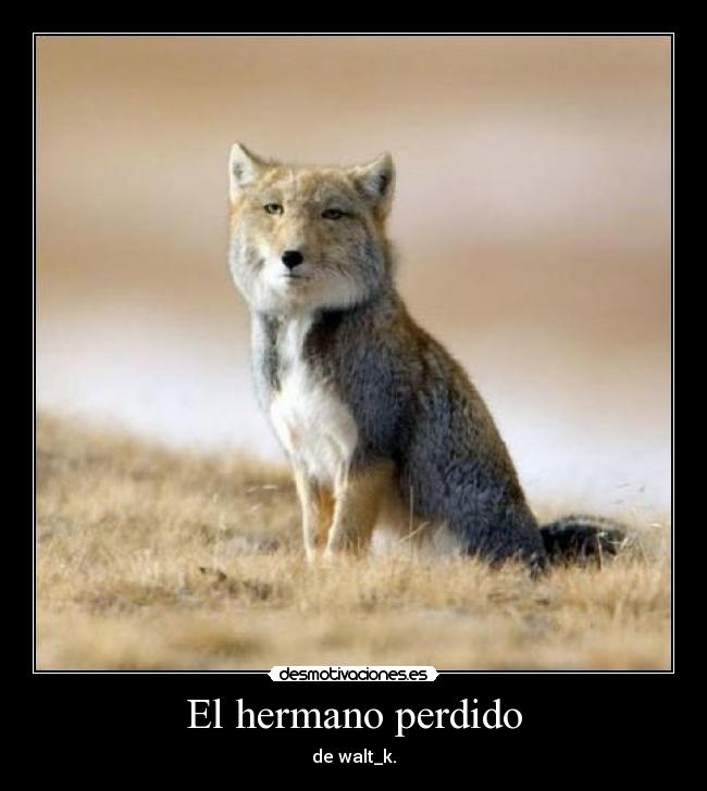 El hermano perdido - 