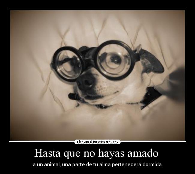 Hasta que no hayas amado  - a un animal, una parte de tu alma pertenecerá dormida.