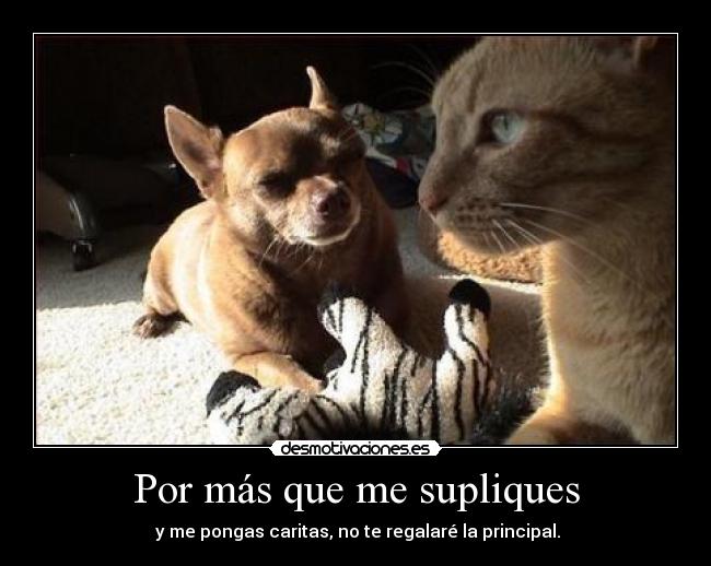 Por más que me supliques -  y me pongas caritas, no te regalaré la principal.