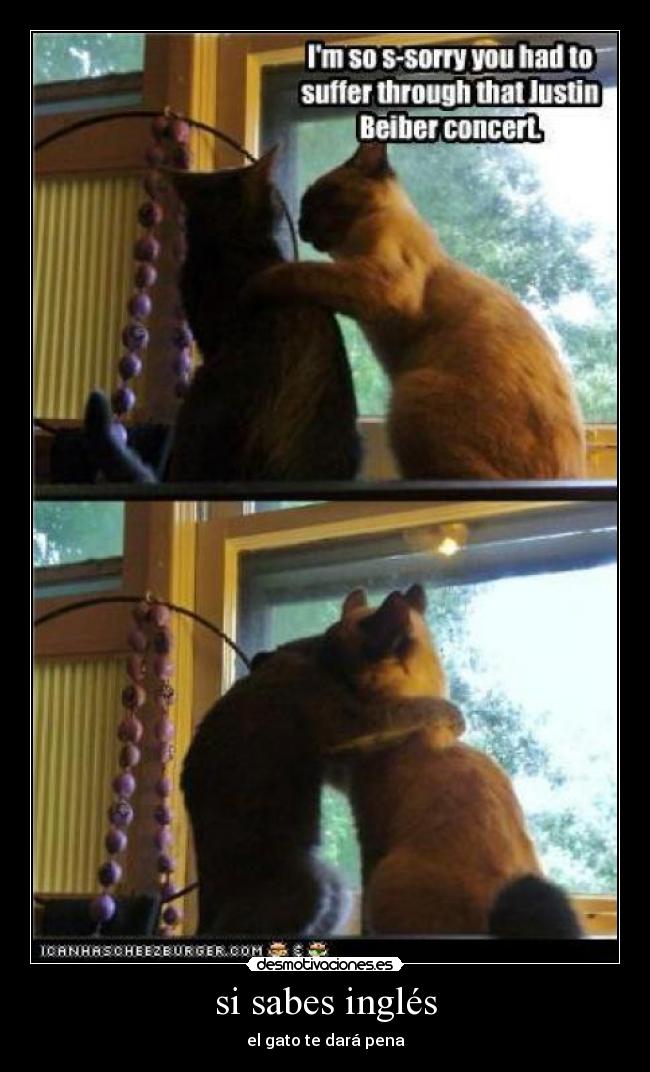 si sabes inglés - el gato te dará pena